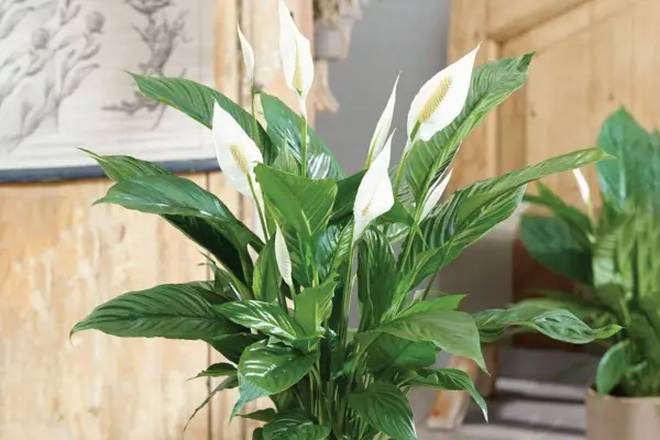 Peace Lily Spathiphyllum ’Sweet Silver’
