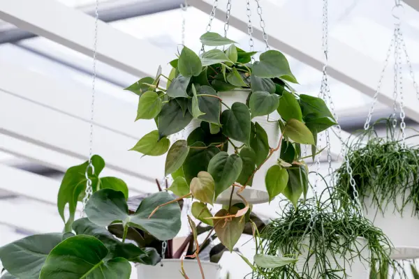 House plants for the bedroom - Philodendron scandens