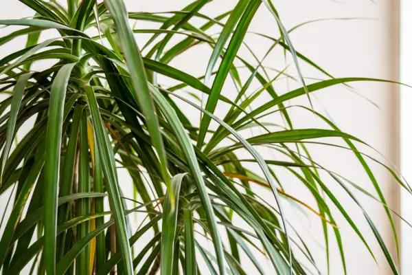 House plants for a bedroom - dracaena