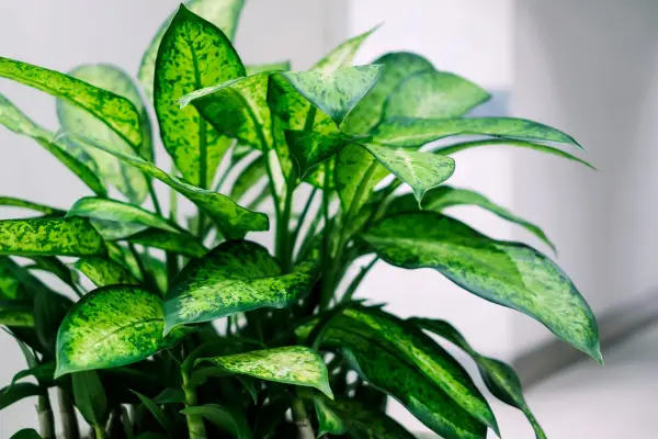 House plants for a bedroom - dumb cane