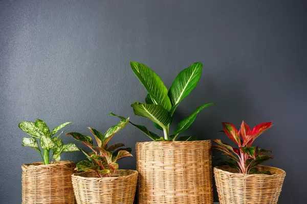 House plants for a bedroom - Chinese evergreen