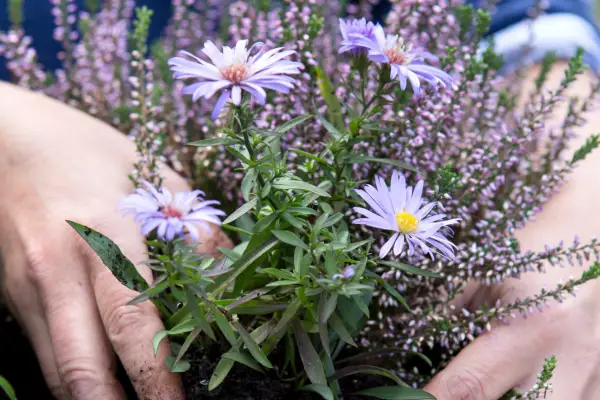How to grow asters - where to plant them