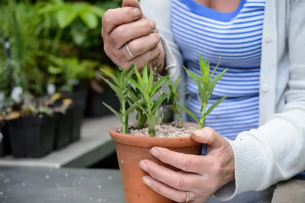 How to grow asters - aster cuttings in a pot