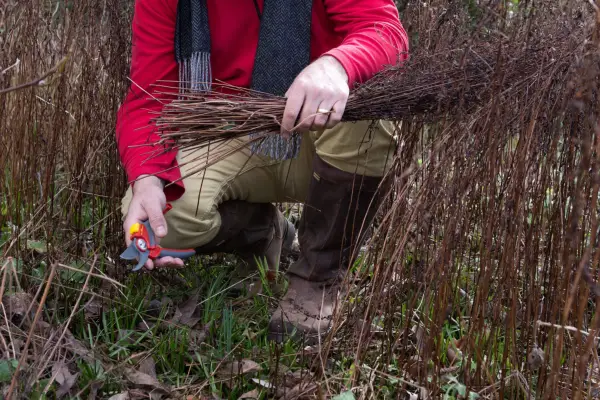 How to grow asters - cutting back dead aster foliage