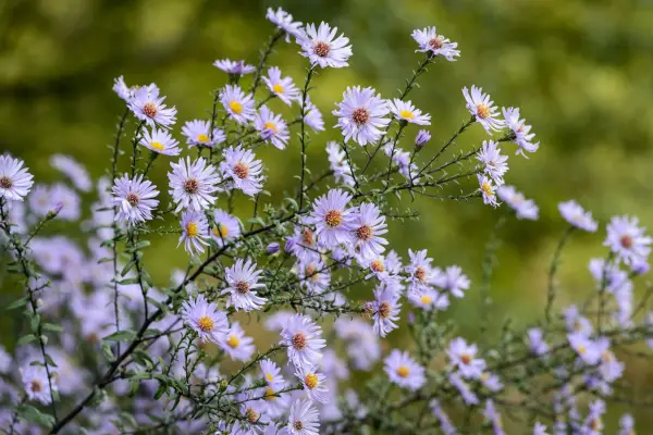 Symphyotrichum laeve 