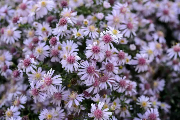 How to grow asters