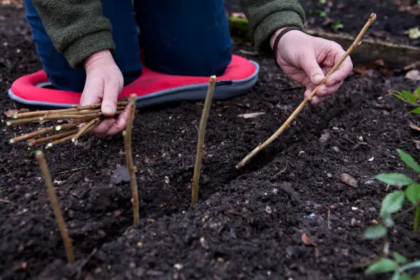 Taking hardwood cuttings