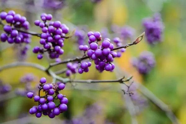 How to grow callicarpa