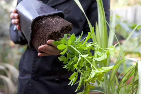 Planting choisya in a pot