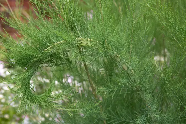 Tamarisk tree leaf detail