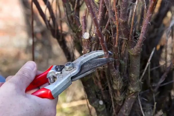 Pruning tamarisk