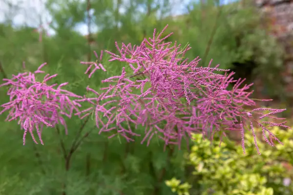 Tamarisk tree in flower