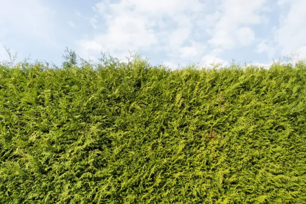 Western red cedar growing as a hedge. Getty Images