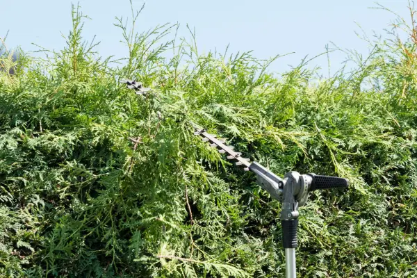 Cutting a thuja hedge with an electric hedge trimmer. Getty Images