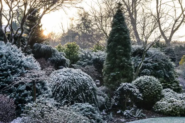 Western red cedar in winter border. Jason Ingram