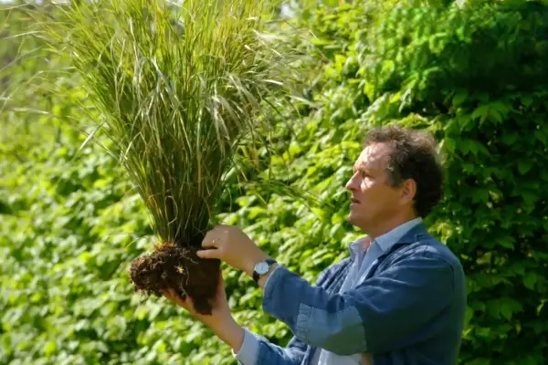 Wie man Fasanengras transplantieren