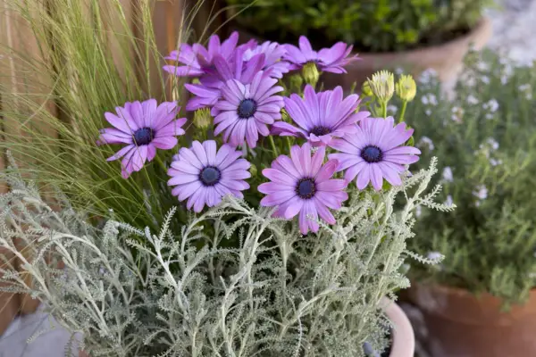 Osteospermum og Santolina Pot Display