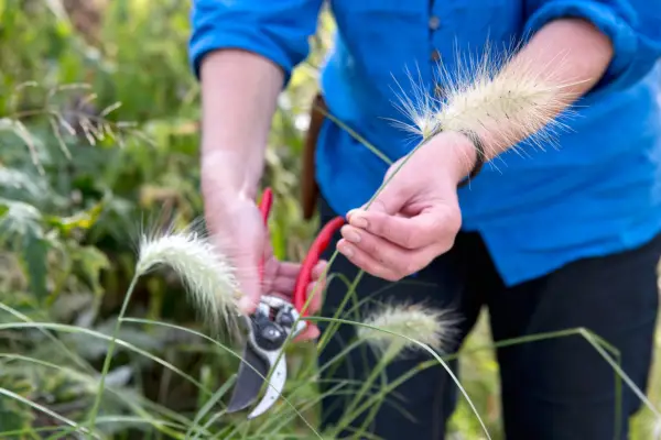 Cutting seedheads of ornamental grass