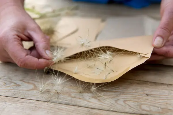Placing collected seed in an envelope.