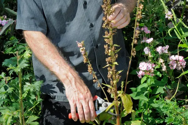 How to collect and sow foxglove seed - collecting the seed