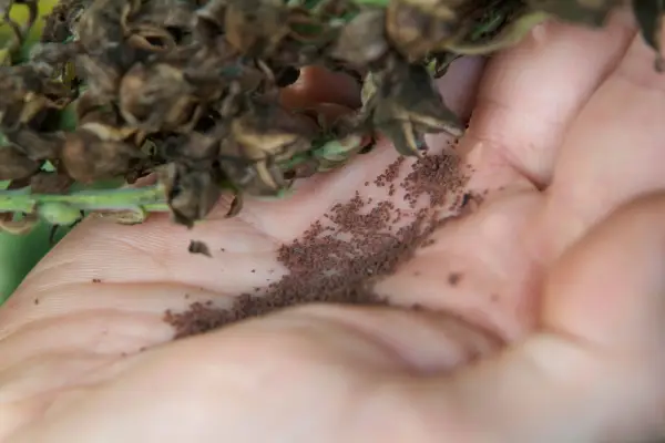How to collect and sow foxglove seed - harvesting the seed from the pods