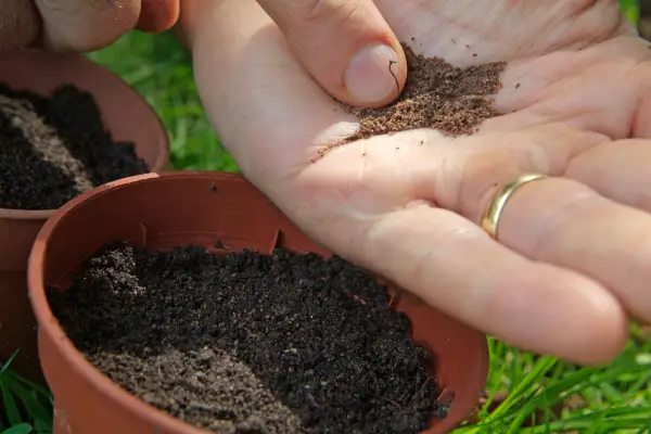How to collect and sow foxglove seed - sowing the seed into fresh compost