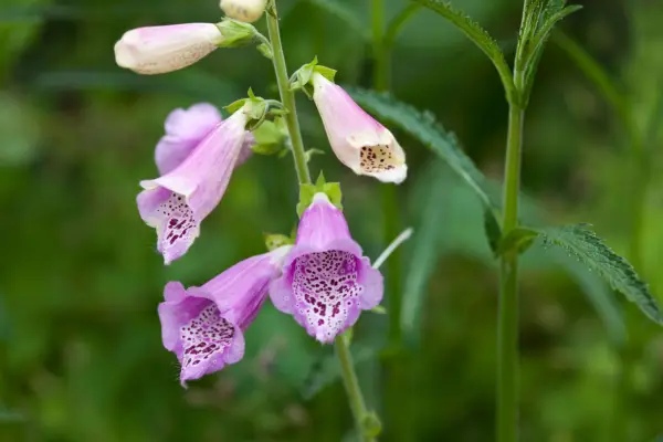 Foxglove flowers