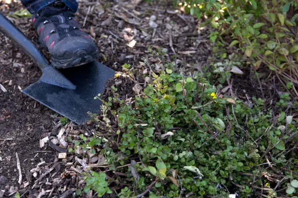 Lifting the clump with a spade