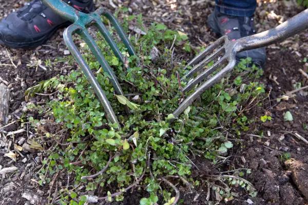 Dividing the clump using two forks