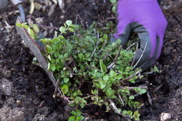 Planting the youngest divisions