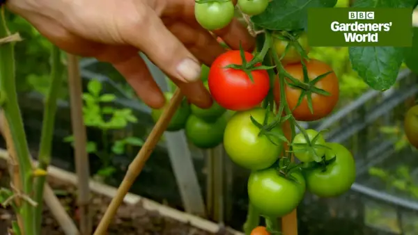 איך להשיג את יבול העגבניות המושלם