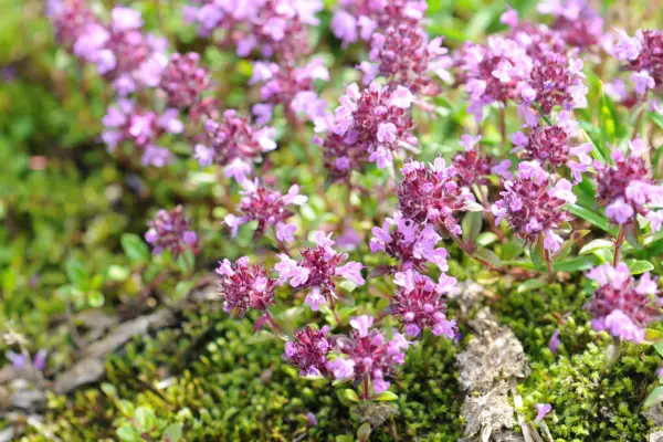 Creeping thyme in flower. Getty Images