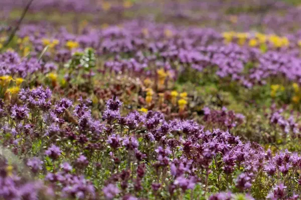 Creeping thyme lawn, Getty Images