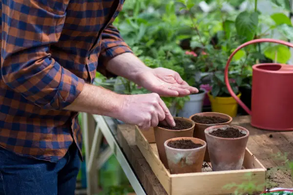 How to grow cucumbers - sowing cucumber seeds