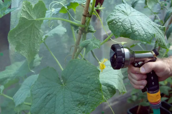 How to grow cucumbers – misting cucumbers in a greenhouse