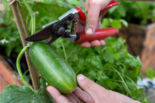 How to grow cucumbers – harvesting a small cucumber