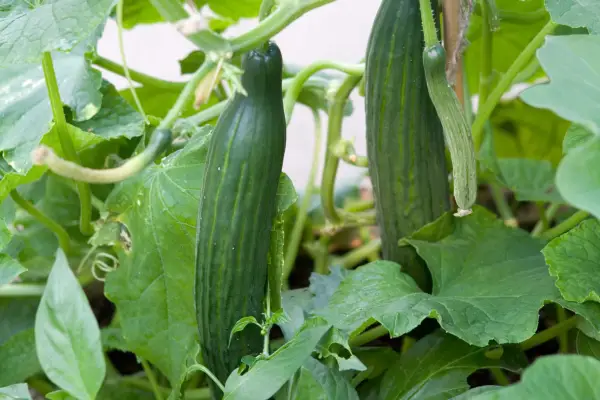 How to grow cucumbers – Cucumber 