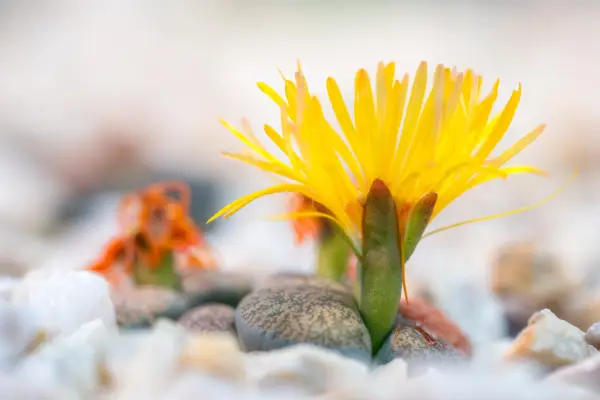 How to grow lithops - lithops growing in a pot