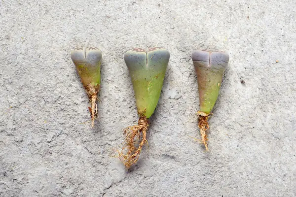 How to grow lithops - planting lithops