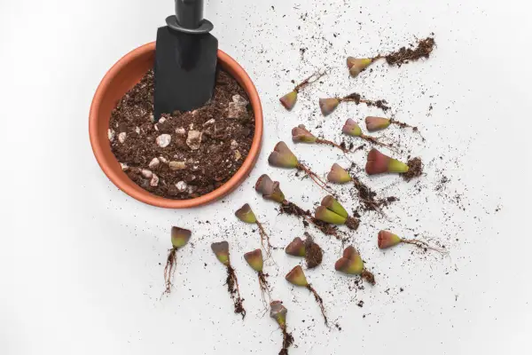 How to grow lithops - some lithops ready for division