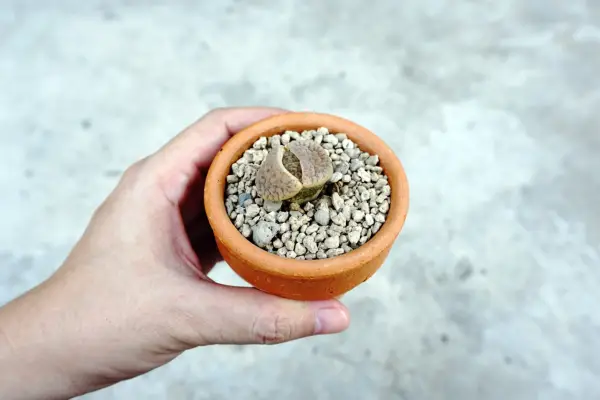 How to grow lithops - lithops with new leaves emerging from the central fissure