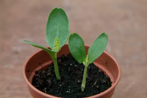 Growing melons from seed - melon seedlings