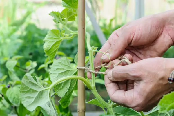 Growing melons from seed - tying in the plant