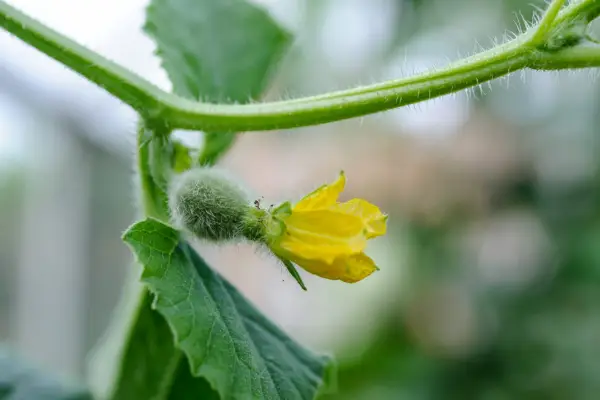 Growing melons from seed - female melon flower