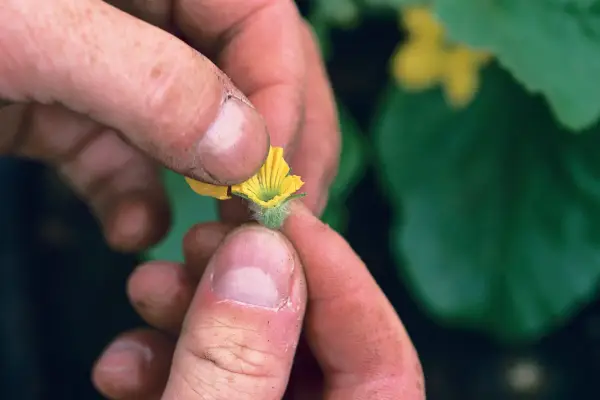 Growing melons from seed - pollinating the flowers