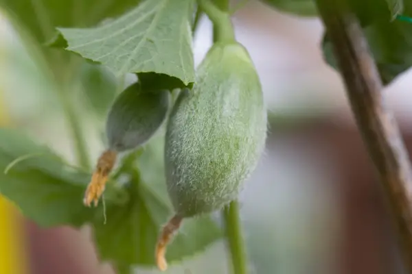 Growing melons from seed - young melon plants