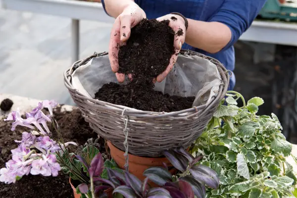 Filling the basket with compost