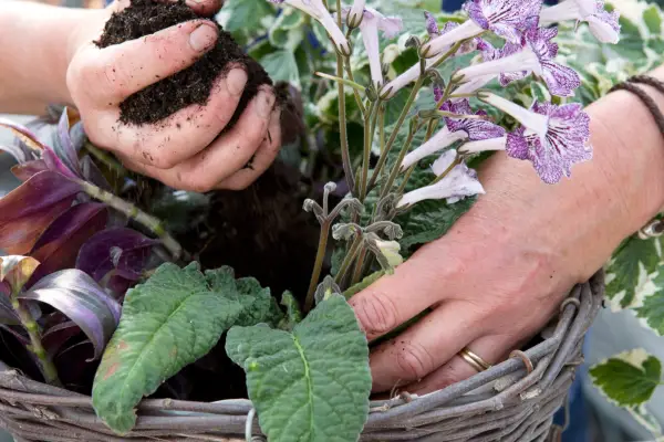 Arranging the plants in the hanging baskets