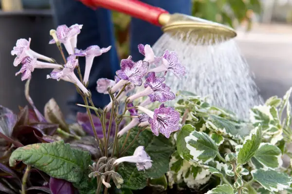 Watering in the plants