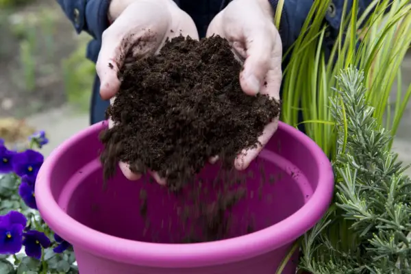Rosemary post display - adding compost